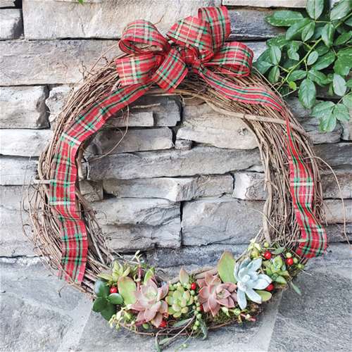 Holiday Wreath with Live Succulents